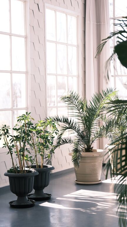 The Benefits of Incorporating Indoor Plants into Your Home Decor and Daily Routine